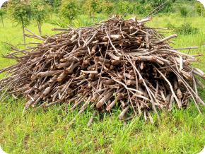 Récolte du bois des trognes