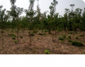 Unser EFIDO Zentrum mit einigen Kopfbäumen und dem Holz aus der 1. Ernte (2021)