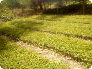 Les 2 000 acacias croissent dans la pépinière.