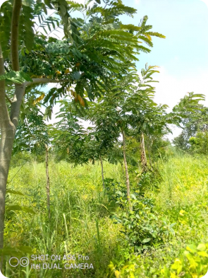 Nos premièrs trognes sur des acacias de un an