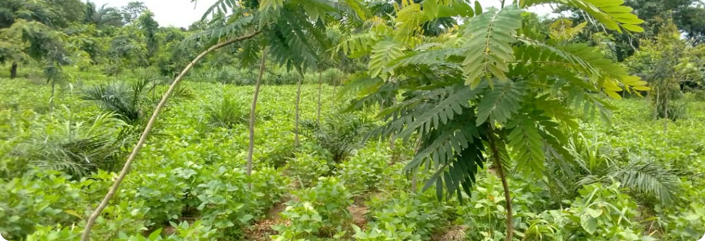 Nos premièrs trognes sur des acacias de un an